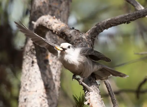 Bird in tree by Gail Goldstein