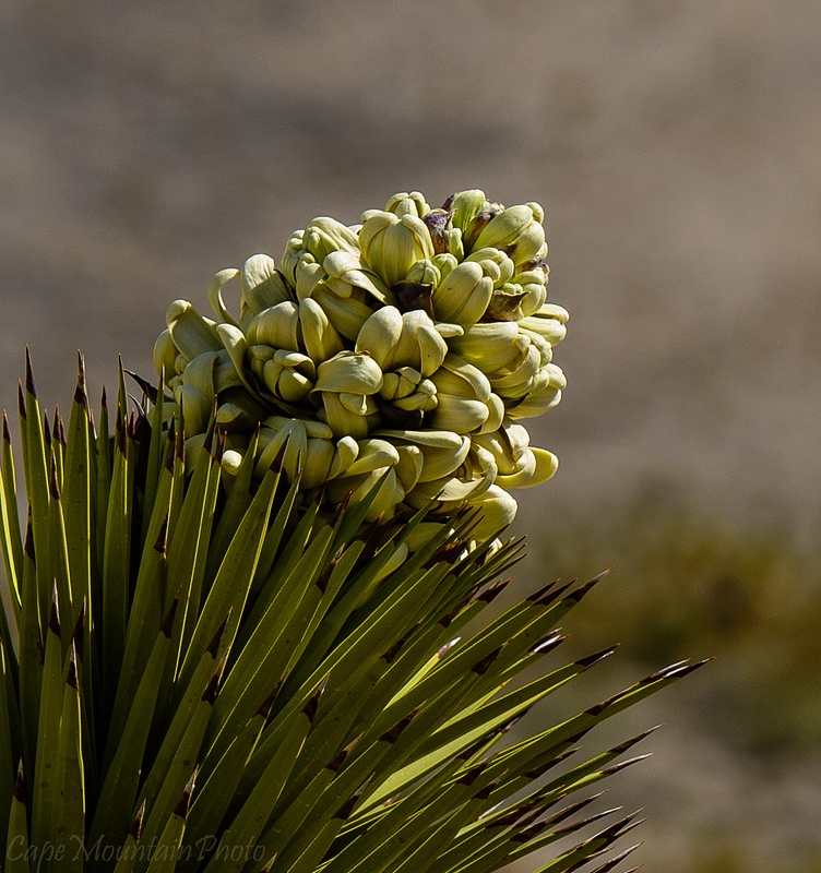 Blooming In the Joshua Tree Forest