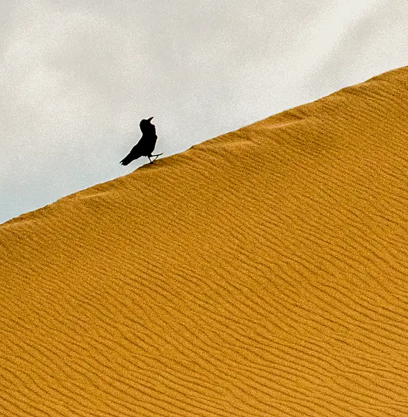 Crow on the sand dunes by High Sierra Workshops