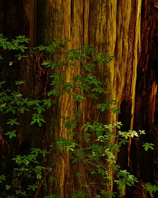 Giant Redwoods 2013 High Sierra Workshops