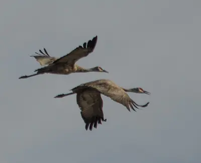 Lodi Sandhill cranes