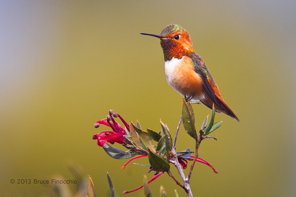 Beautifully Royal, A Male Allen's Hummingbird Perched