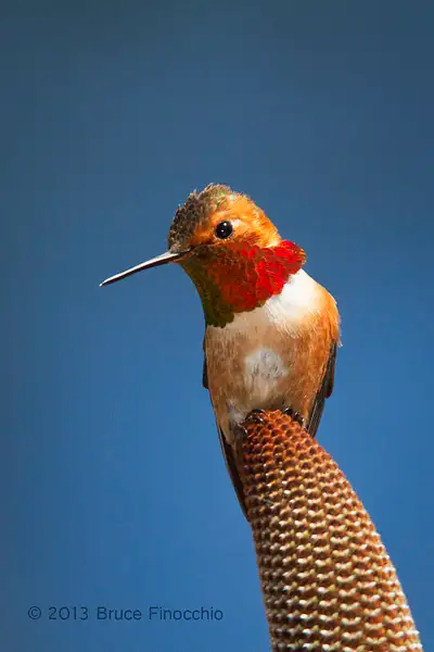 Beauty In The Eye Of A Male Allen's Hummingbird by...
