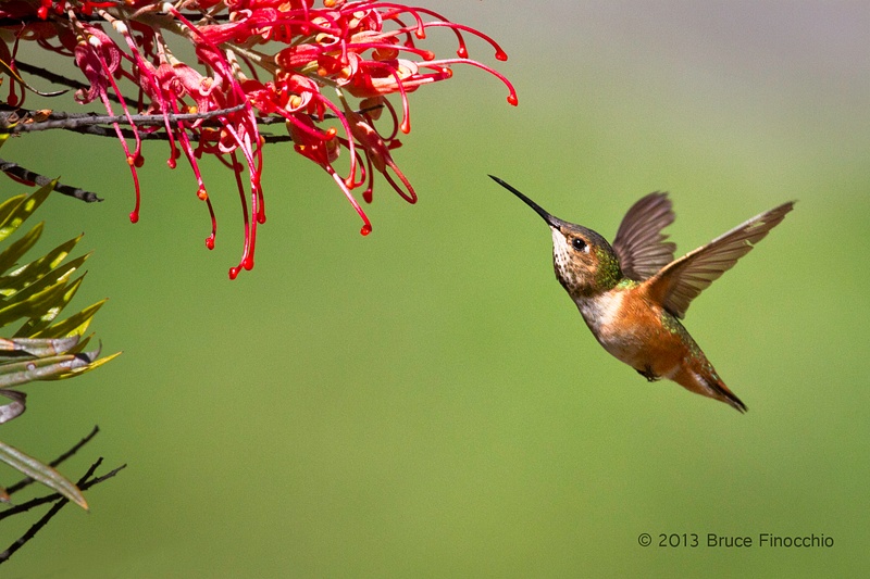 Female Allen's Hummingbird Approaches Superb Grevillea Blossoms