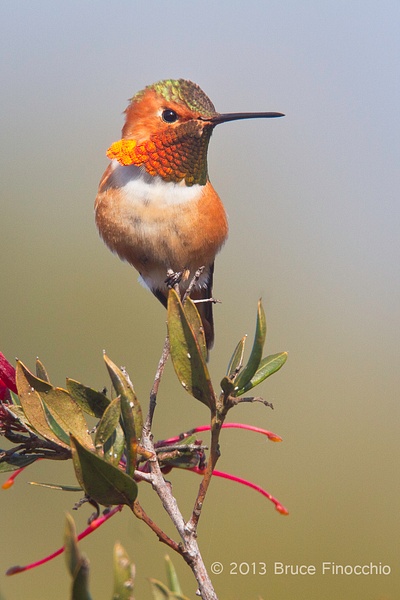 Majestic Male Allen's Hummingbird