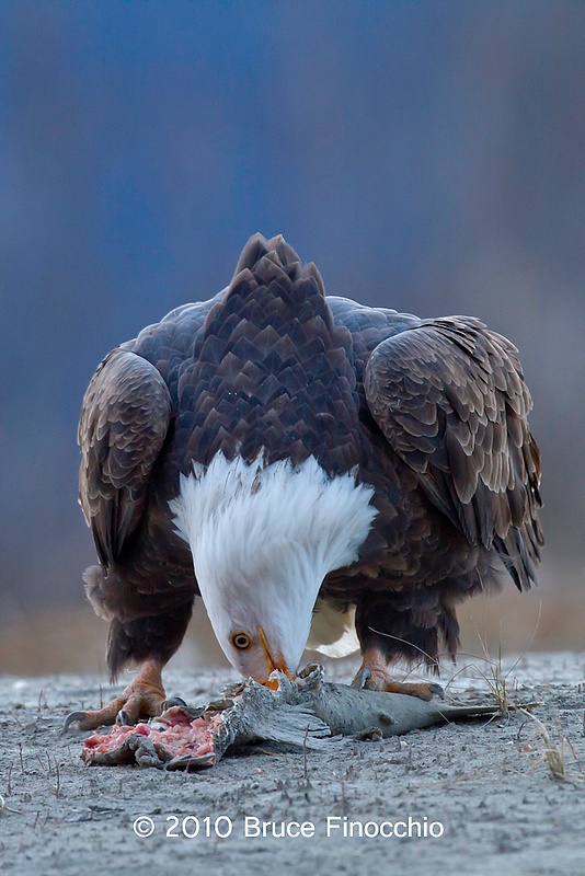 Bald Eagle Digs Into Salmon Carcass