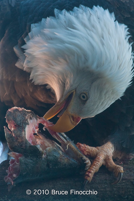 Bald Eagle Eats Salmon
