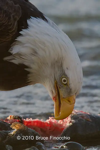 Bald Eagle Over Salmon by BruceFinocchio