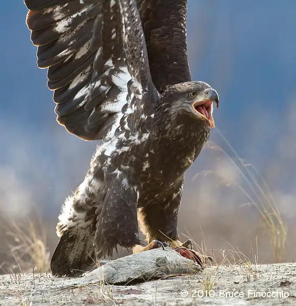 Juvenile Bald Eagle Prepares To Defend Salmon by...