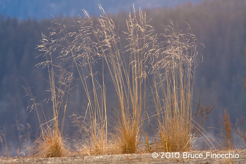 Grasses Against The Mountain Backdrop