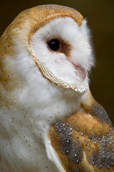 Barn Owl, Side Portrait Emphasizing Facial Disk
