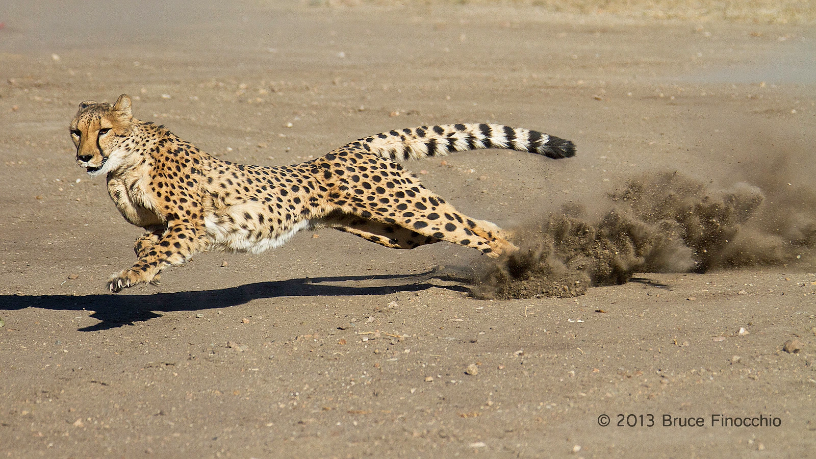 Male Cheetah At Full Run by BruceFinocchio