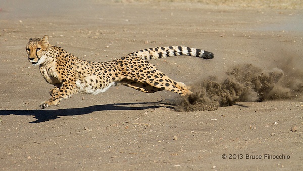 Male Cheetah At Full Run