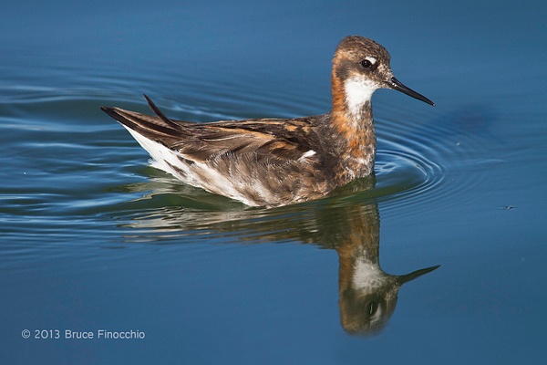 Male Red-necked Phalarope and His Reflection