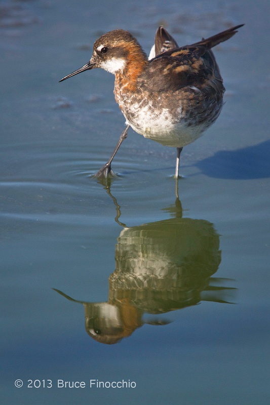 Male Red-necked Phalarope Twist Body As He Prepares to Preen_BD61453D7c