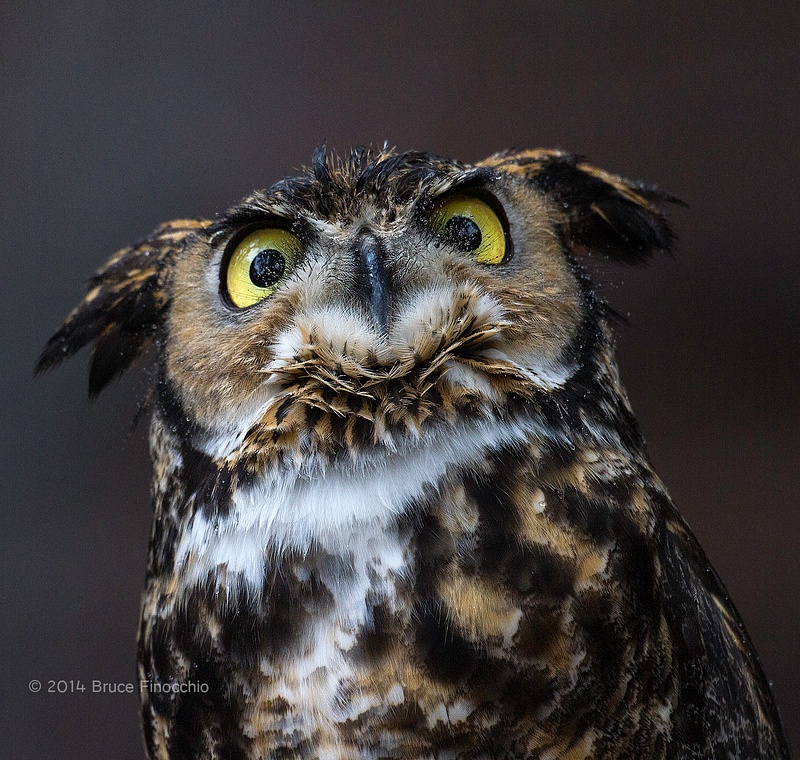 Great Horned Owl Looks Up