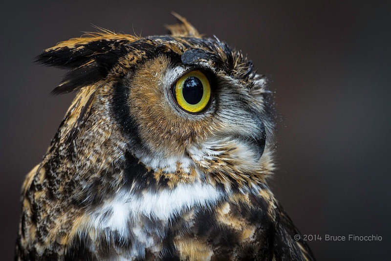 Side Profile Of A Great Horned Owl