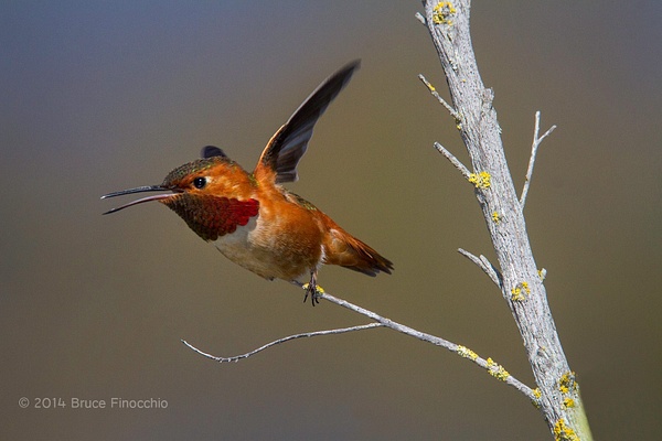 Male Allen's Hummingbird Takes Flight From A Branch BE08506D7c