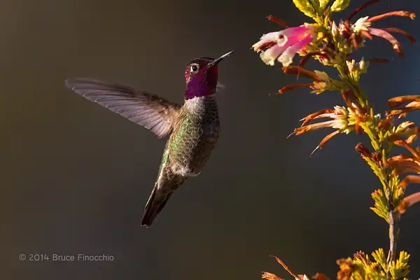 Male Anna's Hummingbird Hovers Near Nectar_BE07672D7c by...