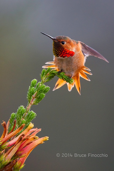 Male Allen's Hummingbird Does Tail and Wing Stretch On Cape Heath