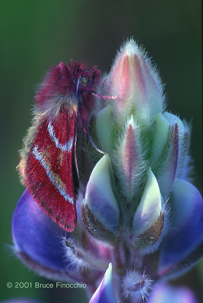 California Tent Moth Rests & Overnights on a Lupine Blossom v1c