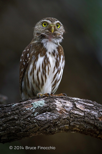 Male Ferruginous Pygmy Owl Stretches Throat and Neck Feathers As He Hoots