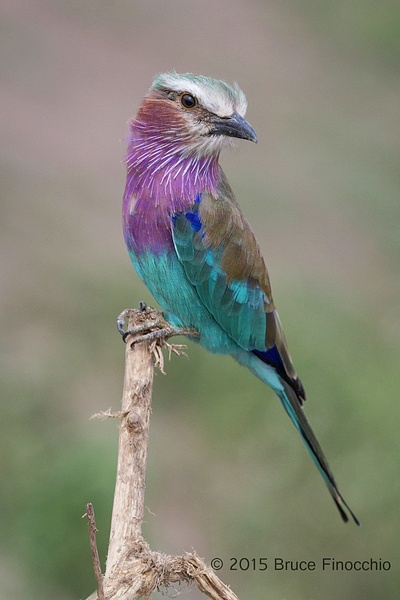 Lilac breasted Roller Poses