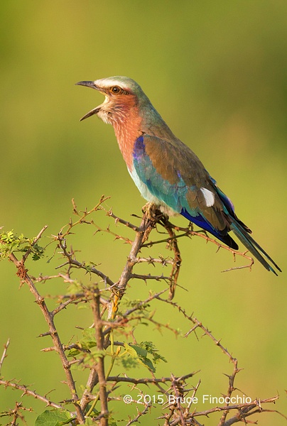 Lilac-breasted Roller Calls Out In The Early Morning Light