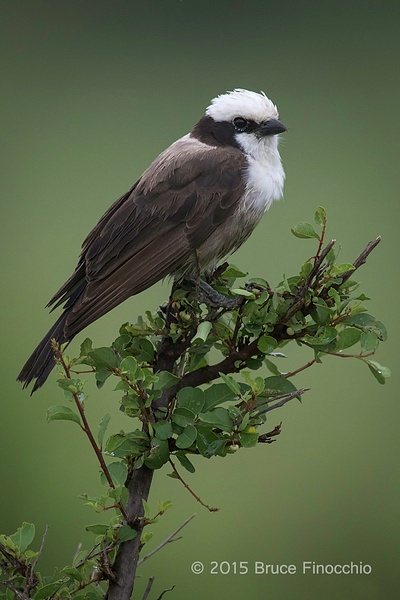 Northern White-crowed Shrike Portrait