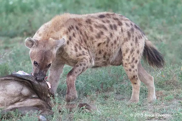 Hyena Chews On A Wildebeest Killed By Lions During The...