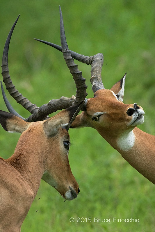 Male Impala Spar and Lock Horns