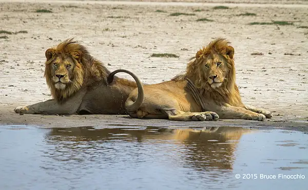 Male Lion Flips Tail Along Pan Edge While Lying With A...