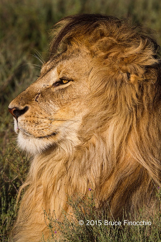 Male Lion Intently Gazes Out Across The Plain