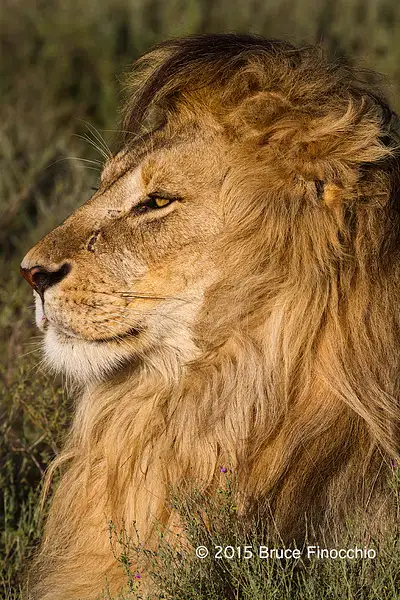 Male Lion Intently Gazes Out Across The Plain by...