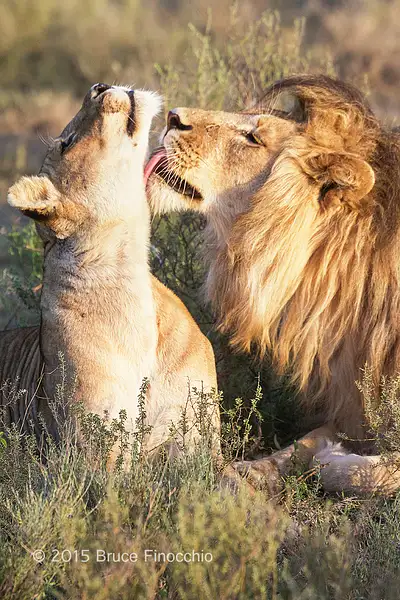 Male Lion Licking Or Wooing Female Lioness by...