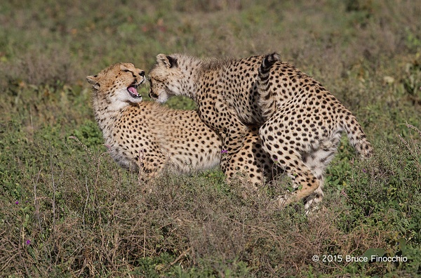 Juvenile Cheetahs Ruff House In The Plains Around Ndutu