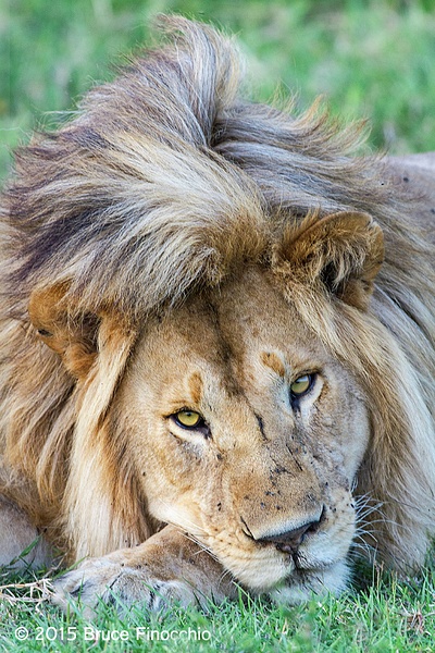 Male Lion Rest His Head On His Paw