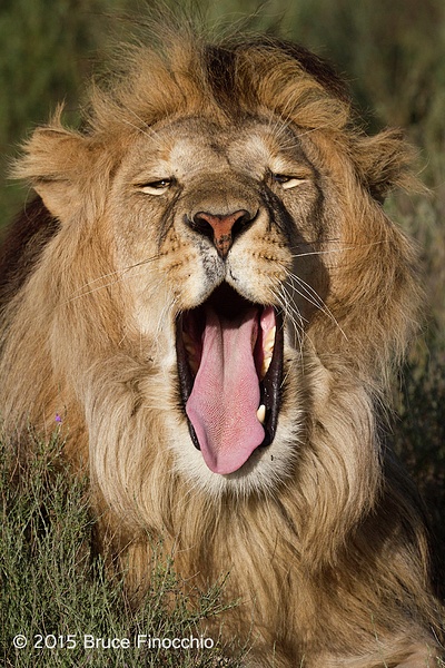 Male Lion Squints and Yawns