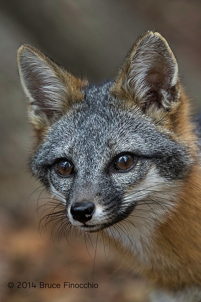 Gray Fox Portrait