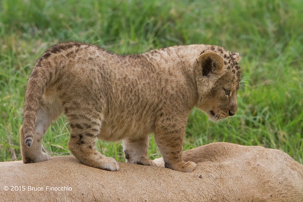 Young Lion Cub Ponders The View