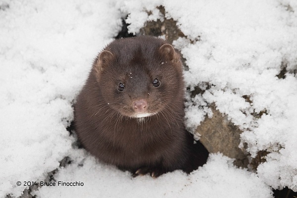 Mink Looking Up Out Of A Rock Crevasse
