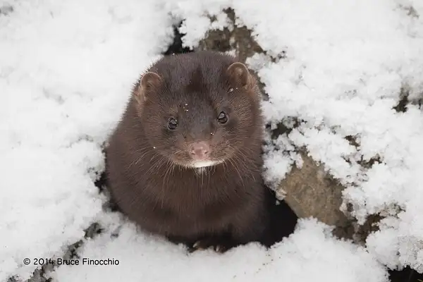 Mink Looking Up Out Of A Rock Crevasse by BruceFinocchio