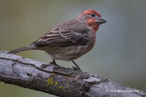 Male House Finch Watching by BruceFinocchio
