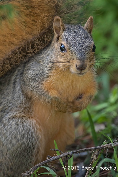 Red Tree Squirrel Portrait In The Grass