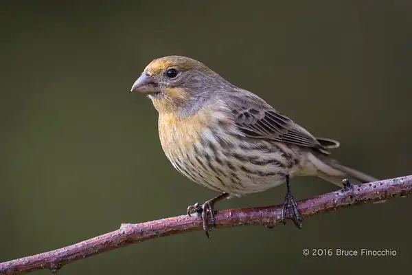Adult Yellow Variant House Finch by BruceFinocchio