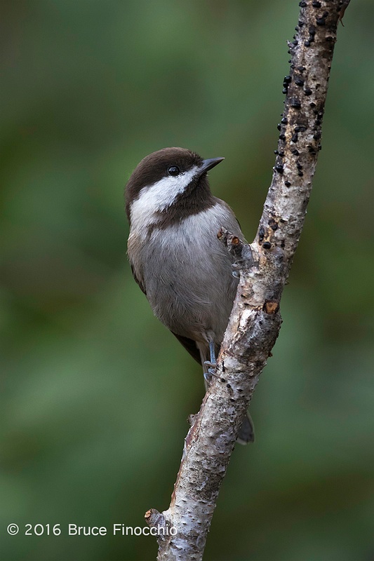Chestnut-backed Chickadee Peeks From Behind A Branch