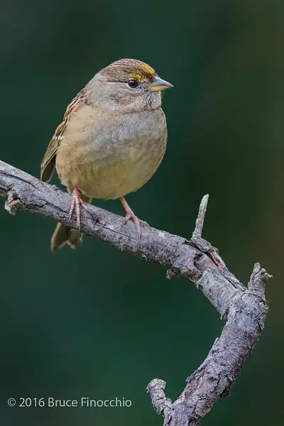 Golden-crowned Sparrow On Perch by BruceFinocchio