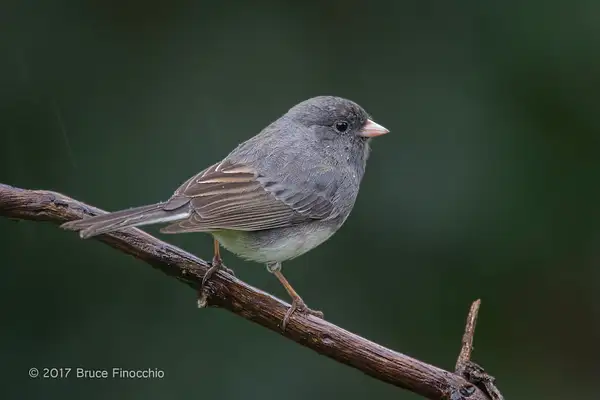 Dark-eyed Junco, Slate Colored Variant In The...