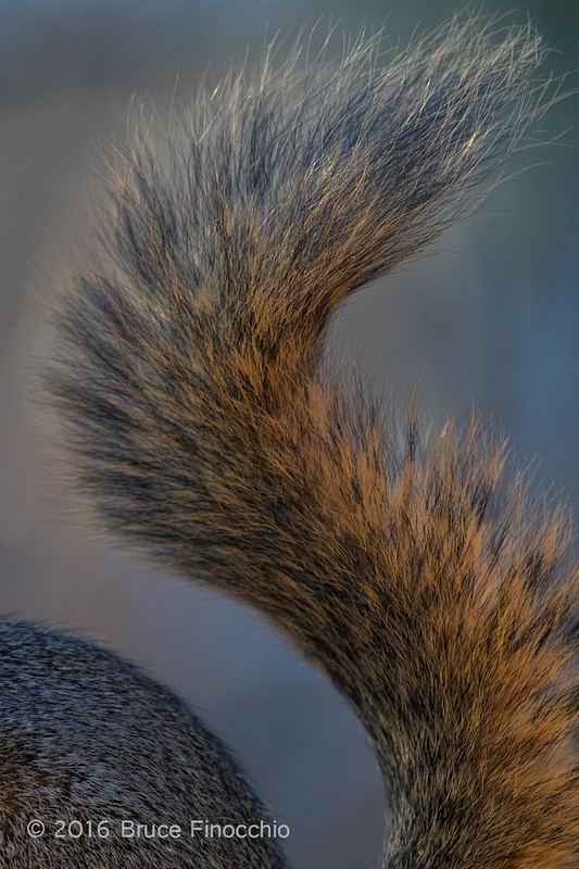 The Bushy Tail Of A Fox Squirrel