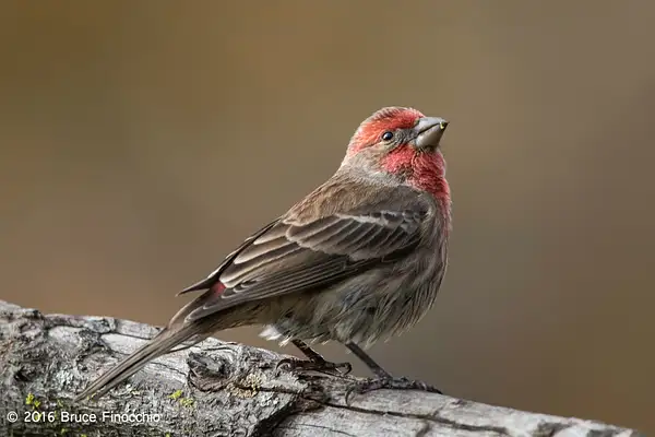 Male House Finch Looks Skyward After Feeding by...